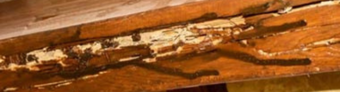 Cupim no Guarda- Roupa   24 HORAS